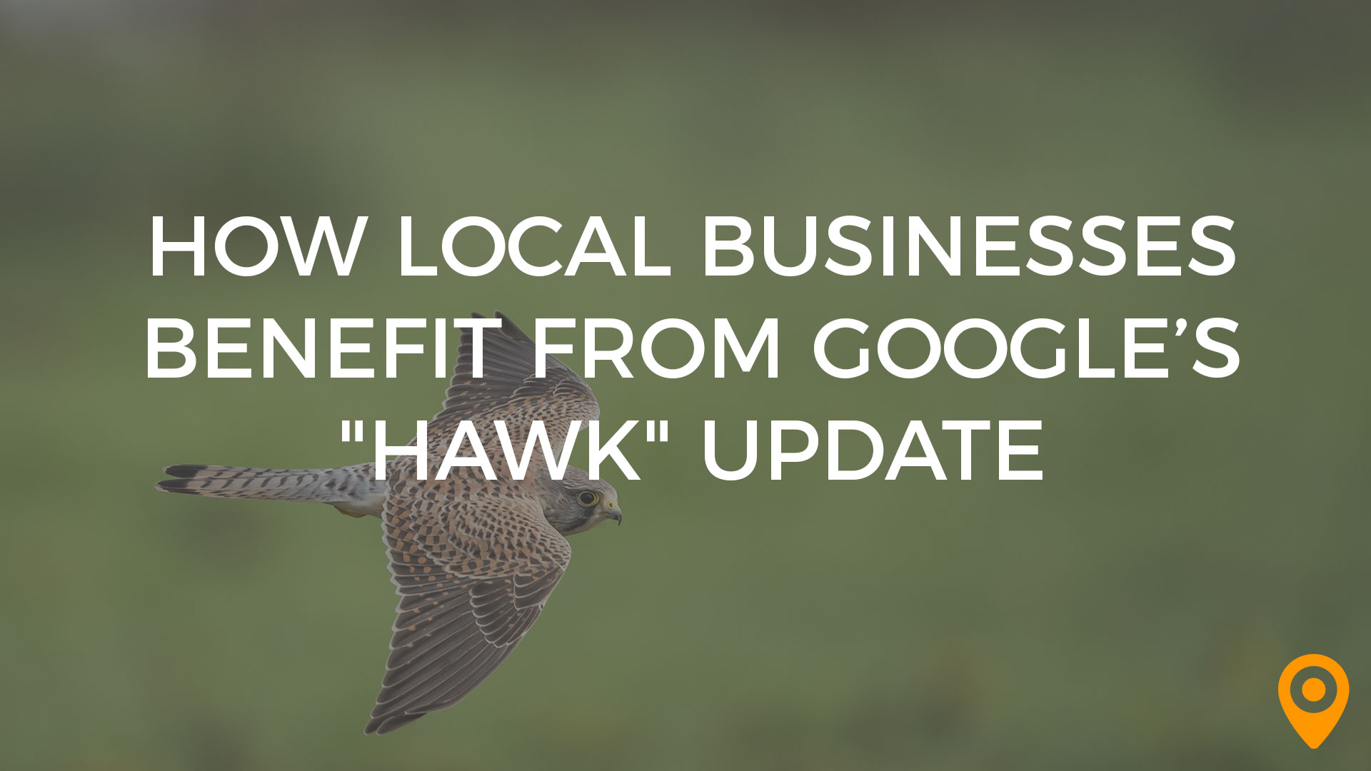 hawk update