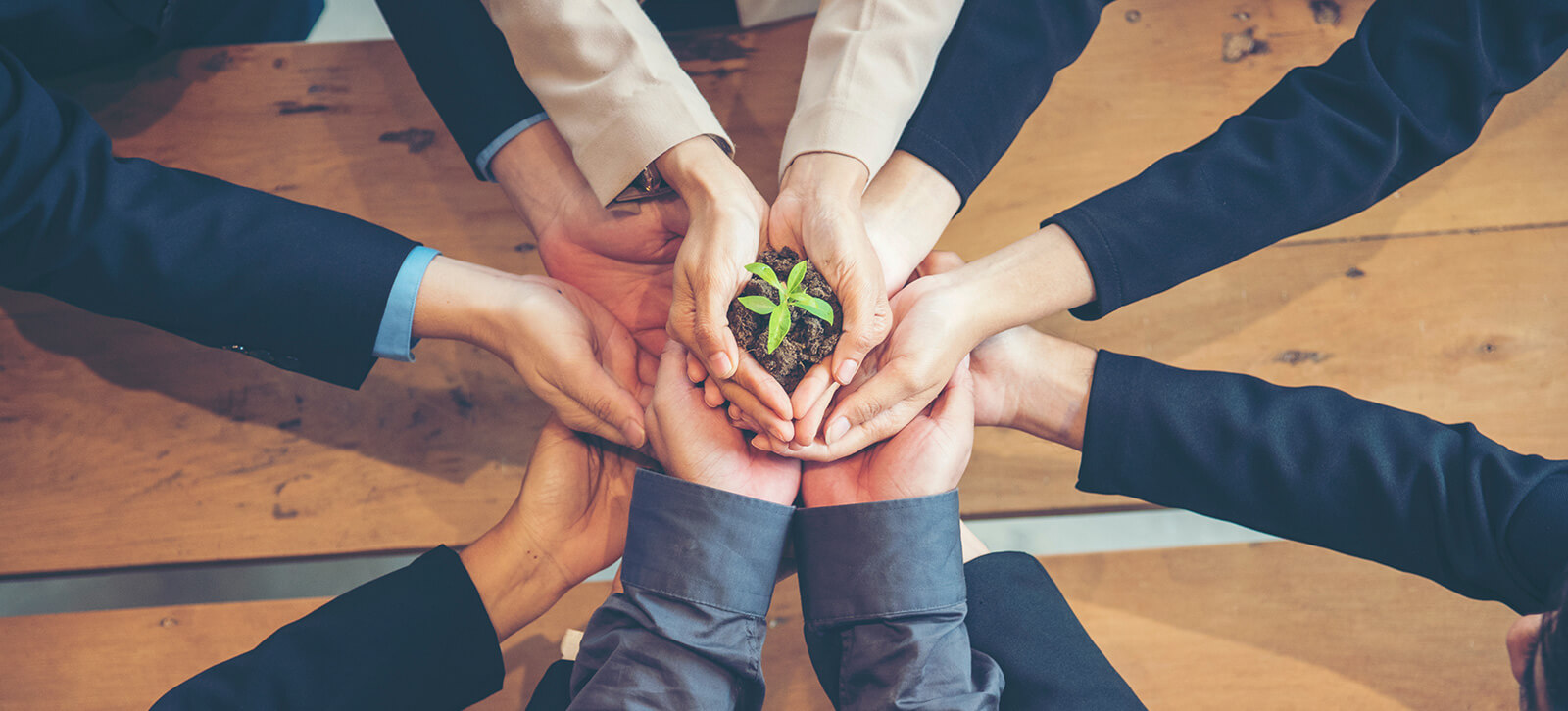 Aerial view of people's hands formed into a circle and holding a plant